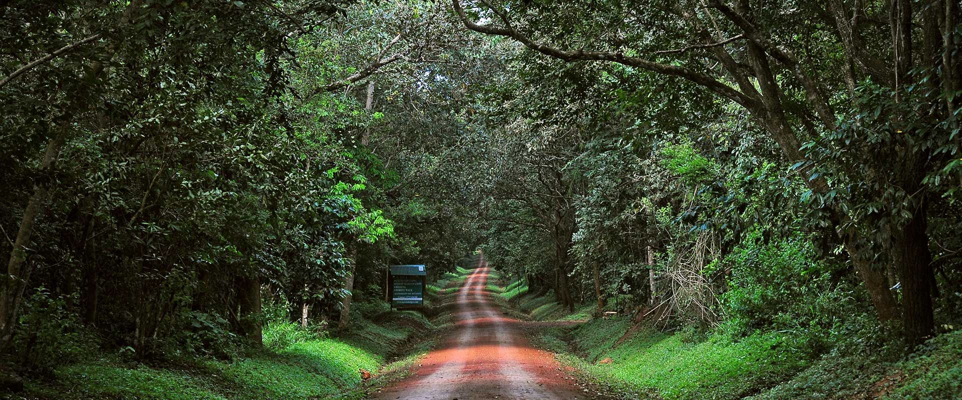 A forest road through Budongo Central Forest Reserve