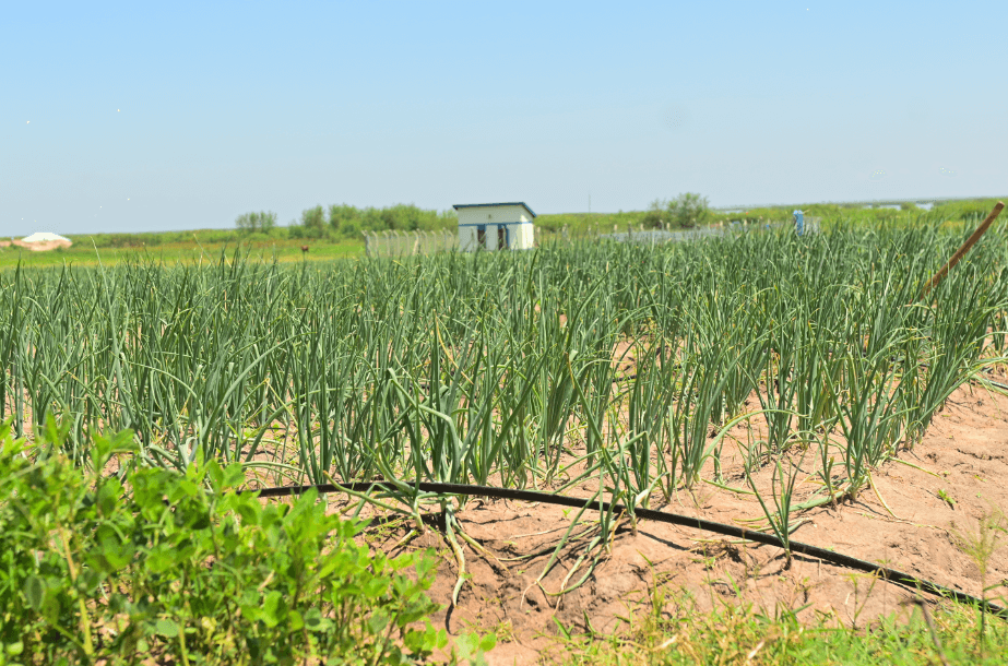 Irrigation & Water for Production