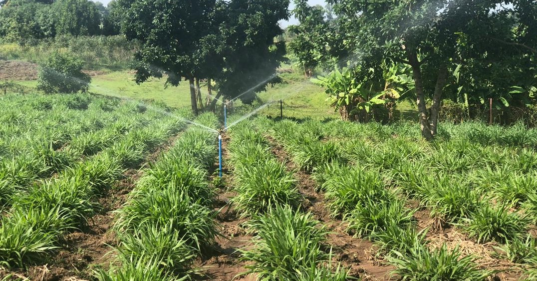 Integrated farming could help turn around our lives- former wetland users