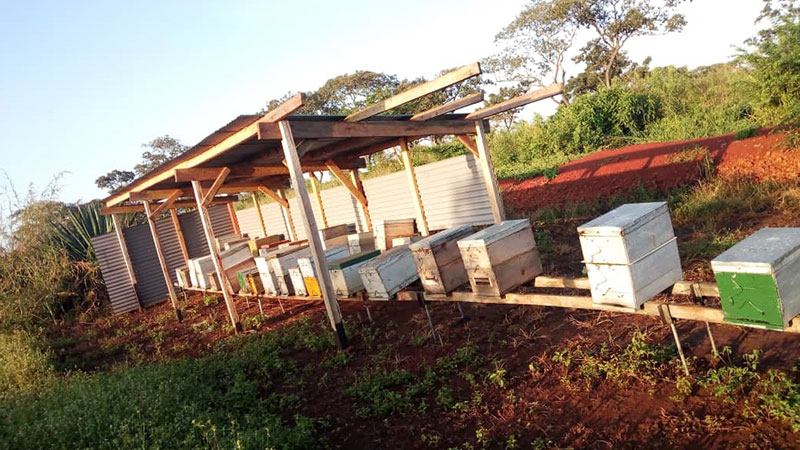 Beekeeping can be a solution to vulnerability