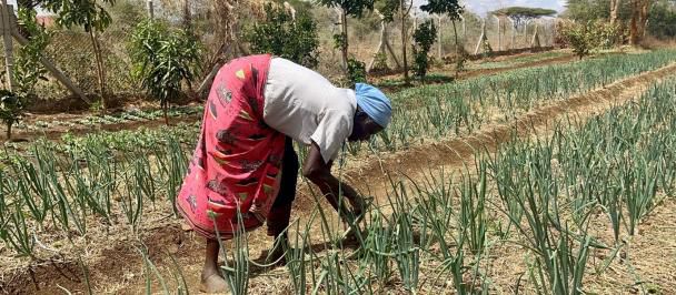 Komorototo farmers see light at the tunnel.