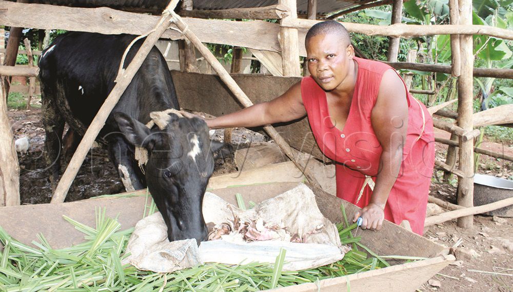 ‘Pamela,’ the heifer that wipes out the tears of Kibuuku’s wetland users.