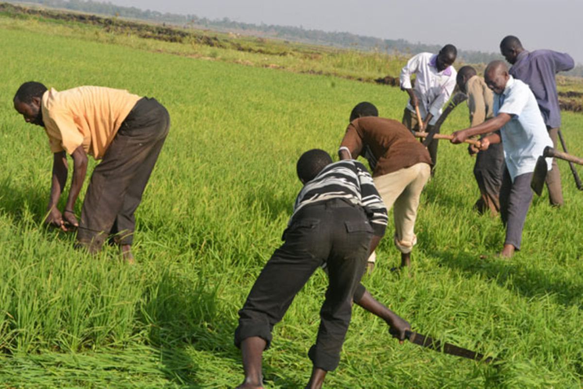 Kibuku’s 39-member family abandons the wetland for alternative livelihoods.