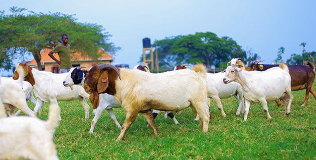 Businge is a model farmer who does not settle for less.