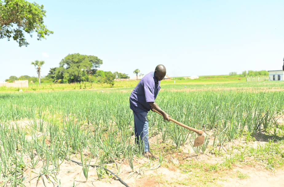 Fishermen Become Farmers as Solar Irrigation Redefines Lugonyola