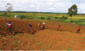 Solar Powered Irrigation Schemes turn Kalungu district into food basket