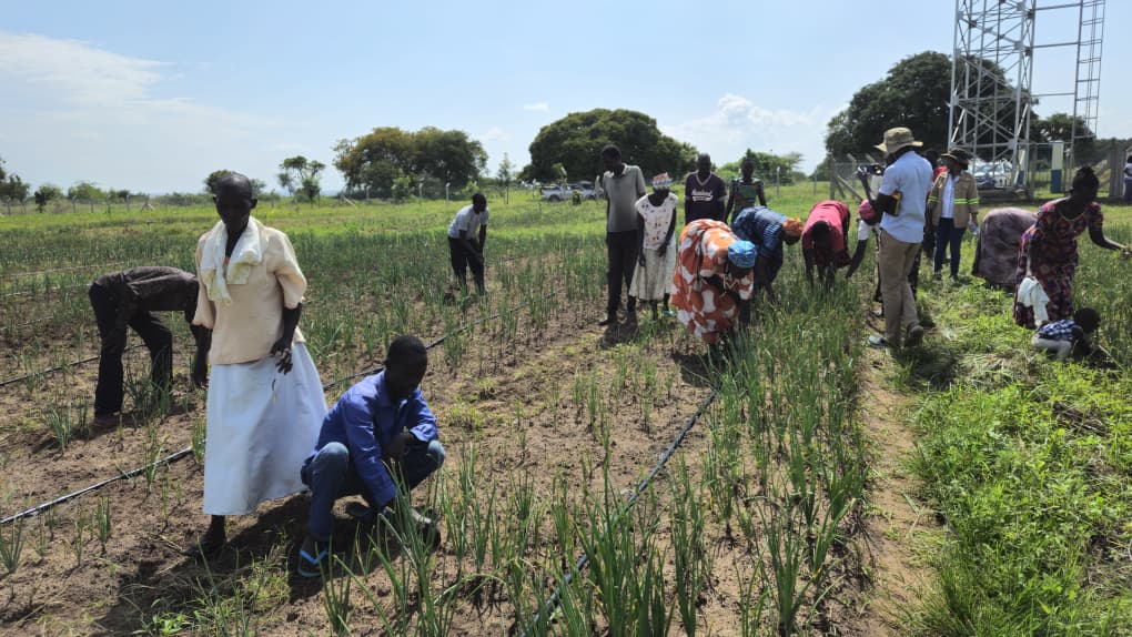 Agule in Toroma County.