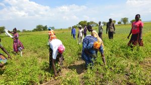 Agule in Toroma County.